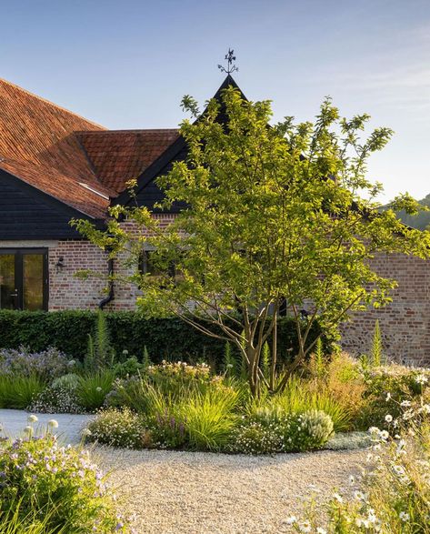 Curved Landscape Design, Organic Landscape Design, Sesleria Autumnalis, Naturalistic Landscape, Naturalistic Planting, Converted Barns, Suffolk Countryside, Grass Planting, Ornamental Grass Landscape