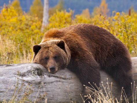 Bear Photos, Love Bear, Grizzly Bear, Arte Animal, Senior Dog, Black Bear, Brown Bear, 귀여운 동물, Rocky Mountains