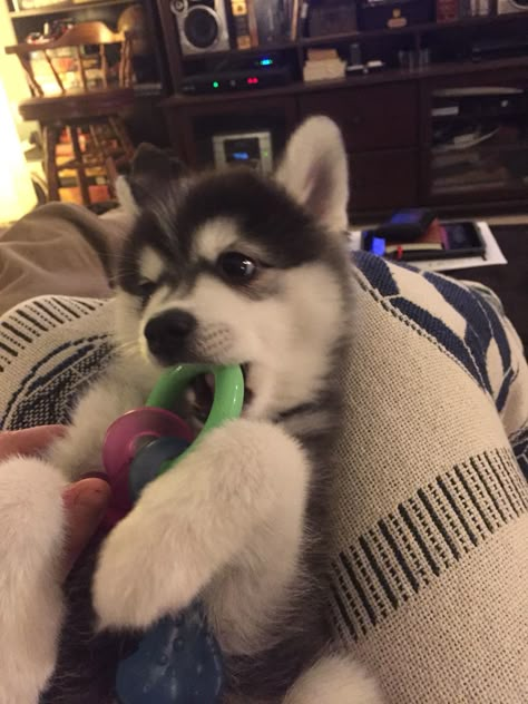 Baby Husky, Pomsky Dog, Puppy Husky, Baby Huskies, Cute Husky Puppies, Husky Puppies, Cute Husky, Dog Aesthetic, Dog Icon