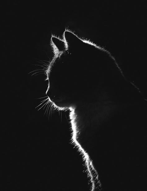 Low key photograph I took of my kitty (After more than 100 shots). Low Key Photography, Key Photography, Black Paper Drawing, Söt Katt, A Black Cat, Cat Photography, Caravaggio, Paper Drawing, Animal Jokes