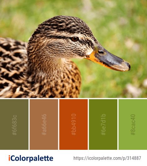 716 Duck Color Palette ideas in 2022 | iColorpalette Duck Color Palette, Rustic Color Palettes, Mural Inspiration, Bird Beaks, Color Palette Ideas, Duck Bird, Palette Ideas, Colour Board, Mallard