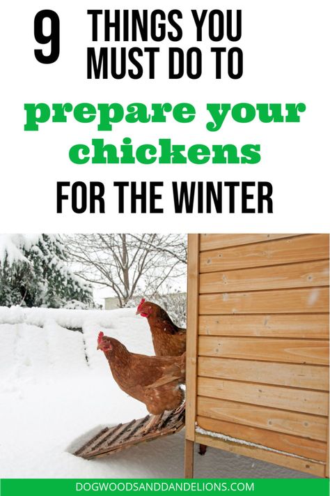 Chicken Coop For Winter, Chicken Coop Winter, Chickens Coop, The Best Eggs, Homestead Lifestyle, Best Eggs, Portable Chicken Coop, Coop Ideas, Backyard Chicken Farming