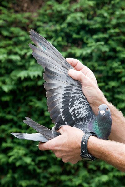 Racing Pigeon Wing Structure For Flight and Performance Aesthetic Pigeon, Pigeon Aesthetic, Pigeon Wallpaper, Pigeon Wings, Pigeon Tattoo, Pigeon Loft Design, Wing Structure, Cute Pigeon, Pigeon Pictures