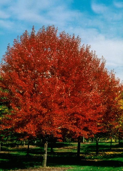 Acer Rubrum, Hummingbird Garden, Front Yards, Red Fall, Shade Trees, Sun And Water, Maple Tree, Fall Color, Fall Foliage