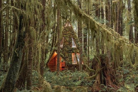 Magical tiny homes straight out of a fairytale | loveproperty.com Pacific Northwest Forest, Forest Cabins, Pyramid Roof, Sara Underwood, Modern Outdoor Spaces, Wooded Landscaping, Fragrant Garden, Forest Cabin, Temperate Rainforest