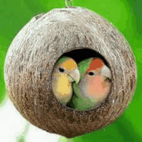 Good Morning Bird GIF - GoodMorning Bird Nest - Discover & Share GIFs Parakeet Toys, Bird Cage Accessories, Parakeets, Toyama, Bird Supplies, Bird Cages, Two Birds, Pet Bird, Pretty Birds