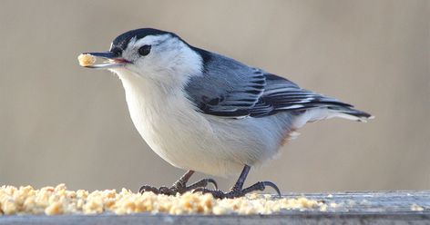 This Addictive Homemade Suet Will Keep Your Birds Returning for More White Breasted Nuthatch, Suet Recipe, Brown Thrasher, Audubon Birds, House Sparrow, John James Audubon, Bird Food, Bird Photography, Natural Food