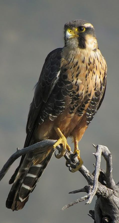 Aplomado Falcon, Falcon Art, Raptors Bird, Hawk Bird, Eagle Images, Eagle Wallpaper, Peregrine Falcon, Watercolor Subjects, Most Beautiful Birds