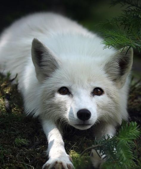 Artic Fox Aesthetic, Snow Fox Aesthetic, Arctic Fox Aesthetic, White Fox Aesthetic, Nature Aesthetic Animals, White Fox Art, Fox Therian Pfp, White Foxes, Arctic Foxes