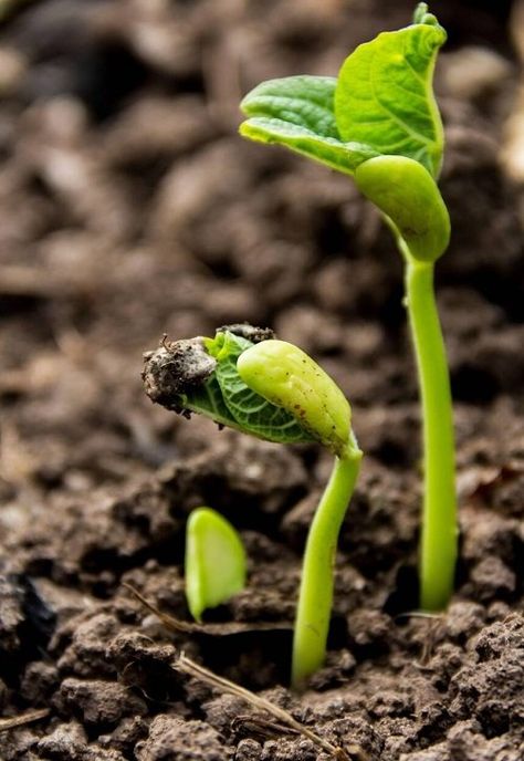 16 Expert Tricks to Germinate Seeds Faster | Balcony Garden Web Germinating Seeds, Germination Of Seeds, Soaking Seeds Before Planting, Baby Oil Uses, Peroxide Uses, Seed Starting Mix, Seed Germination, Photosynthesis, Desert Plants