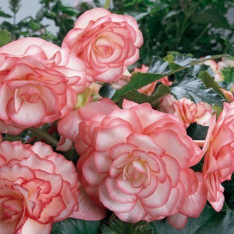 Tuberous begonias are a gorgeous, unexpected choice for shade. This is On Top® Pink Halo - Tuberous Begonia - Begonia x tuberhybrida. You can even save the tuber and grow it year after year! Begonia Flowers, Tuberous Begonia, Pink Halo, Shade Gardens, Pink Plant, Deep Thinking, Bee On Flower, Shade Plants, Planting Herbs