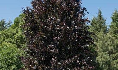 Fagus sylvatica 'Dawyck Purple', European Beech 'Dawyck Purple', Common Beech 'Dawyck Purple', Purple Beech, Deciduous Tree, Fall Color Benefits Of Trees, Fagus Sylvatica, Beech Trees, Purple Leaves, Japanese Beetles, Plants To Grow, Specimen Trees, Beech Tree, Beautiful Trees