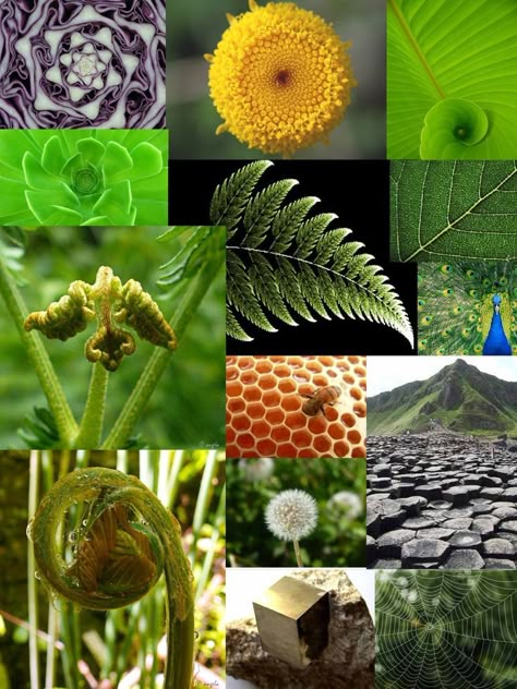 La naturaleza está compuesta por formas geométricas y mágicas, sucesiones de números que asombran al ser humano. Un ejemplo de ello son las plantas, que adoran las formas geométricas. Patterns In Nature Geometric, Art Theme, Patterns In Nature, Sacred Geometry, Geometry, Plant Leaves, Book Art, Wordpress, Geometric Pattern