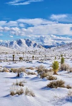 Snow In The Mojave Desert White Desert Aesthetic, Cold Desert Skardu, Snow Desert, Camping Desert, Cold Desert Landscape, Snow In Desert, Snowy Desert, Desert Snow, Winter Deserts