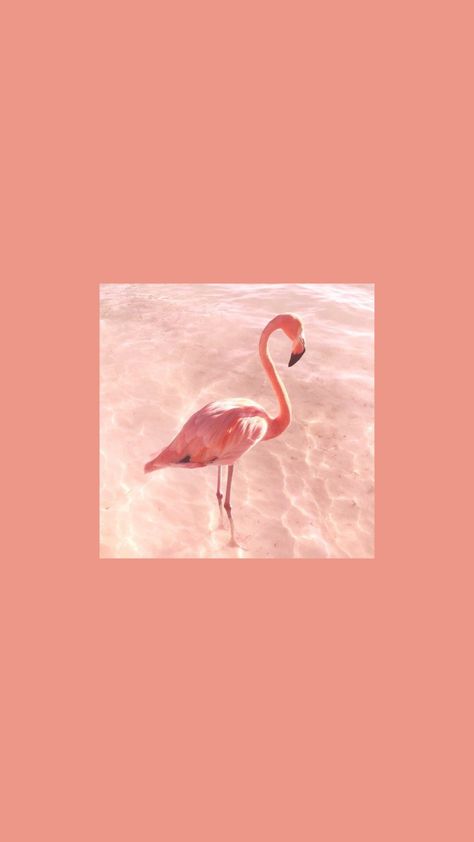 Flamingo Wallpaper Aesthetic, Flamingo Aesthetic Wallpaper, Aesthetic Flamingo, Flamingo Aesthetic, Flamingo Wallpaper, Nature Art, Aesthetic Wallpapers, Flamingo, Phone Wallpaper