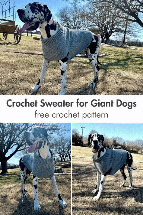 Do you have a GIANT dog? Make them their very own giant dog sweater using this XXXL size of the popular & free Dandy Dog Sweater! Large Dog Crochet Sweater Pattern Free, Big Dog Sweaters, Crochet Dog Sweater Free Pattern, Pet Crochet, Knitting Patterns Free Dog, Large Dog Sweaters, Crochet Dog Clothes, Crazy Crochet, Dog Sweater Crochet Pattern