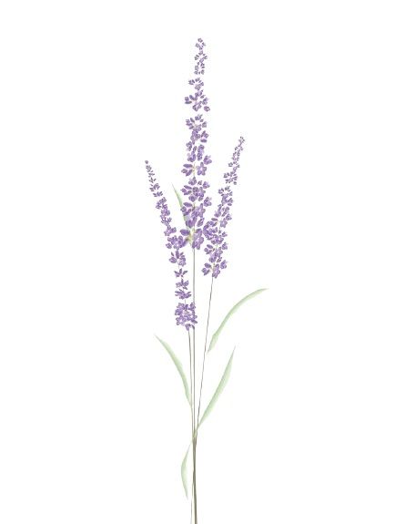 Heather Flowers Tattoo, Lavender Bushel Tattoo, Spine Tattoos For Women Lavender, Black And Grey Lavender Tattoo, Lavender Tattoo Spine, Lilac Spine Tattoo, Lilac Flower Tattoo Black And White, Heather Plant Tattoo, Lavender Bee Tattoo