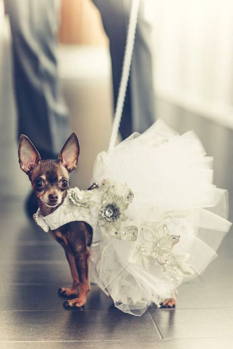 Wedding Pets: Gorgeous Photo Ideas For Your Album ❤ See more: http://www.weddingforward.com/wedding-pets/ #weddings Chihuahua Wedding, Dog Wedding Dress, Teacup Chihuahua, Dog Clothes Patterns, Cute Chihuahua, Wedding Pets, Chihuahua Love, Pet Fashion, Puppy Clothes