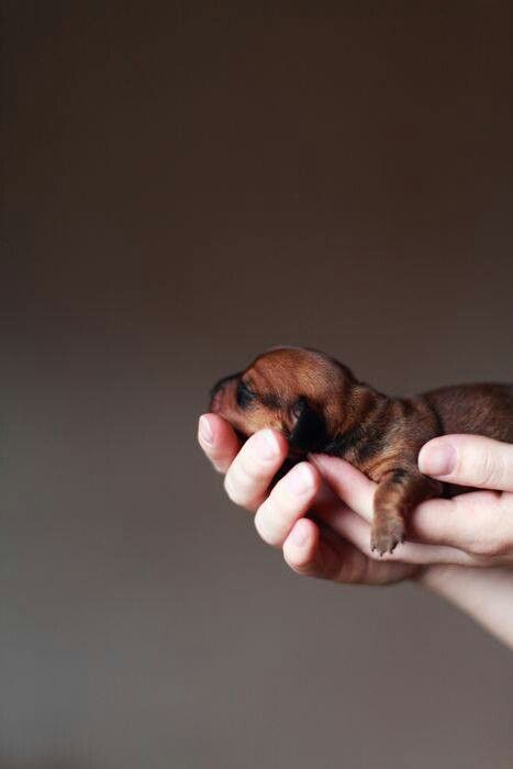 Newborn Puppy Picture Ideas, Puppy Litter Picture Ideas, Puppy Photoshoot Ideas For Sale, Newborn Puppies Photography, Newborn Puppy Photography, Newborn Puppy Photos, Puppy Newborn Photoshoot, Newborn Puppy Pictures, Newborn Puppy Photoshoot Ideas