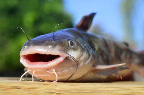 Fish catfish. Catfish fishing fresh fish on a wooden table , #SPONSORED, #Catfish, #fishing, #Fish, #catfish, #wooden #ad Catfish, Fish