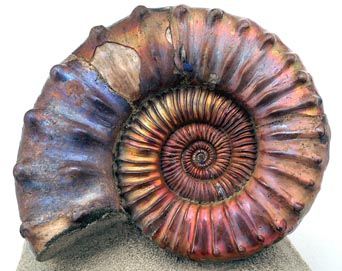 Shells | Conchas - #Shells Ammonite Shell, Rocks And Fossils, Fibonacci Spiral, Old Stuff, Ya Books, Bottle Caps, Natural Forms, Nautilus, Minerals Crystals