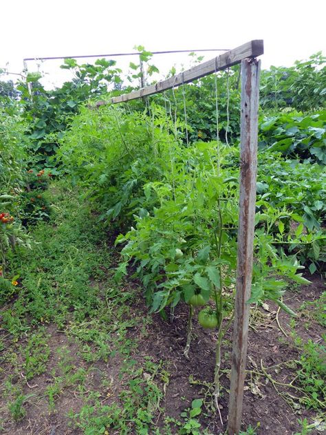 Stringing Tomatoes Plants, Container Tomatoes, Tomatoes Garden, Pruning Tomato Plants, Watering Tomatoes, Growing Tomatoes From Seed, Farm Inspiration, Raised Gardens, Tips For Growing Tomatoes