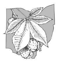 Buckeye Leaf Tattoo, Buckeye Tattoo, Buckeye Leaf, Botanical Tattoos, Leaf Tattoo, Me Tattoo, Botanical Tattoo, Leaf Tattoos, Ohio