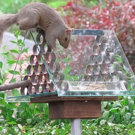 Diy Pool Ideas, Squirrel Baffle, Winfield Collection, Bird Feeder Poles, Squirrel Proof Bird Feeders, Diy Easter Basket, Pets Wallpaper, Squirrel Feeder, Cute Animals To Draw