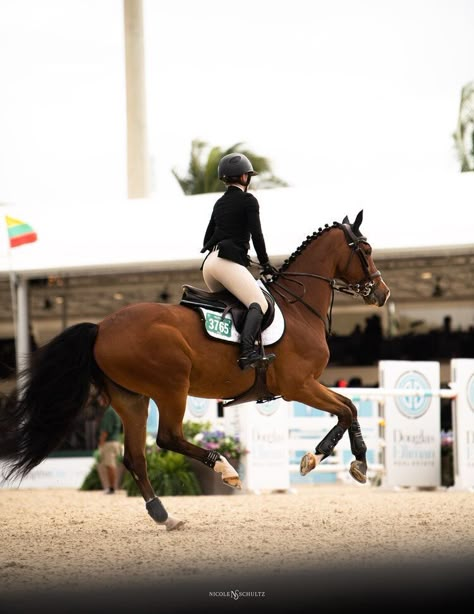 Winter Equestrian, Winter Equestrian Festival, Show Jumping Horses, Equestrian Aesthetic, Horse Inspiration, Bay Horse, Horse Aesthetic, Equestrian Life, Horse Jumping