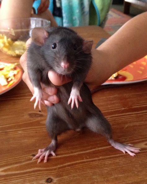 Gorgeous Black Dumbo Rat Black Dumbo Rat, Rat Besties, Rat Pet, Dumbo Rats, Rats Doing Human Things, Adorable Rats, Baby Rat, Tiny Teddy Bear, The Cutest Animals