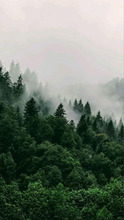 Beautiful 🦩 Wald Wallpaper, 숲 사진, Dark Green Aesthetic, Landscape Photography Tips, Landscape Paintings Acrylic, Landscape Photography Nature, Forest Wallpaper, Tree Wallpaper, Tree Forest