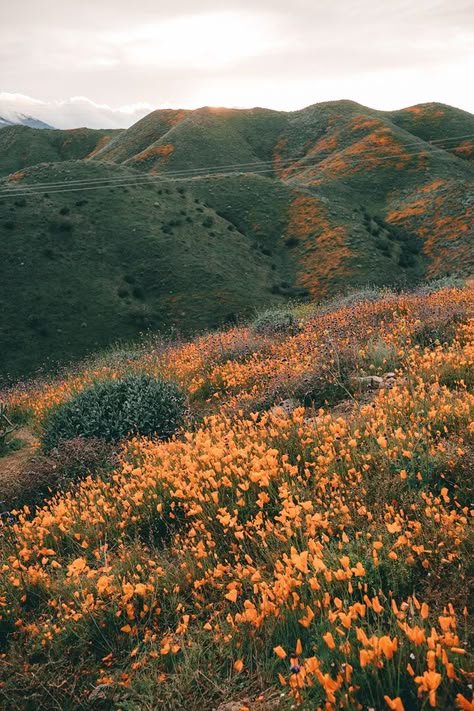 Golden Poppies during super bloom in Walker Canyon near Lake Elsinore | Where to find the best wildflowers in Southern California Poppies Drawing, Poppies Poem, Landscape Ideas Front Yard Curb Appeal, California Flowers, Super Bloom, California Poppies, Landscape Edging, Landscape Paintings Acrylic, Nature Landscape