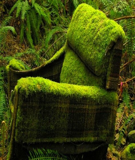 moss and chair Moss Chair, Moss Garden, Old Chair, Back To Nature, Abandoned Places, Garden And Yard, In The Woods, Green Thumb, Wabi Sabi