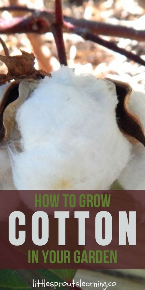 Growing Cotton From Seed, How To Grow Cotton, Tuscan Patio, Grow Cotton, Okra Plant, Growing Cotton, Moving Ideas, Small Farming, Cotton Bolls