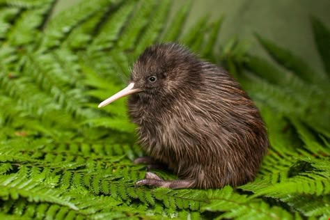 Kiwi Bird, Kiwi