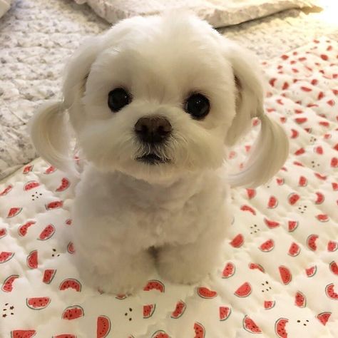 Innocent Face, Cute Puppy Pictures, 강아지 그림, Funny Pets, Really Cute Dogs, Cute Little Puppies, Puppy Face, Maltese Puppy