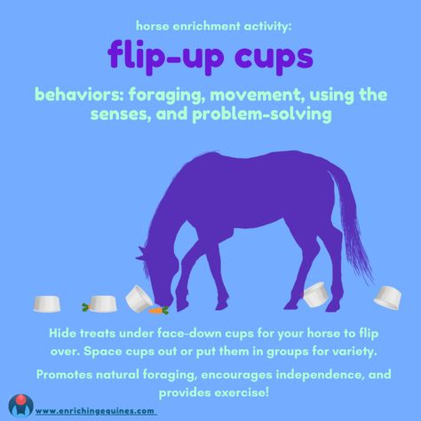 Horse Food Puzzle and Enrichment with Flip Up Cups - Enriching Equines Enrichment For Horses, Horse Enrichment Ideas, Horse Playground, Equine Enrichment, Horse Enrichment, Therapeutic Horseback Riding, Horse Hacks, Food Puzzle, Stable Yard