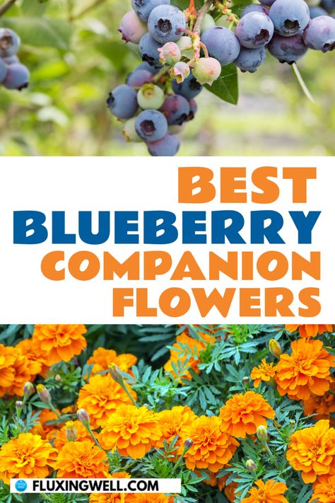 Flower Garden Ideas: Looking for the best blueberry companion plants? Learn what you can plant next to blueberries and what you should avoid planting near lavender. Get ideas about which flowers grow well with blueberries, which fruit grows well with blueberries, which herbs grow well with blueberries, which vegetables grow well with blueberries, and which shrubs grow well with blueberries. Free chart included. Make your blueberry landscaping plan today! #blueberrycompanionplants Blueberry Landscaping, Growing Blueberries Bushes, Planting Blueberry Bushes, Blueberry Companion Plants, Companion Flowers, Growing Berries, Blueberry Tree, Blueberry Gardening, Highbush Blueberry