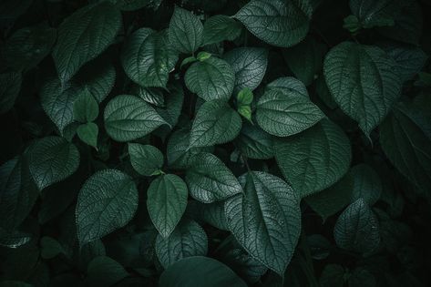 Foliage of tropical leaf in dark green t... | Premium Photo #Freepik #photo #background #pattern #vintage #tree Dark Leaves Background, Dark Leaves Wallpaper Desktop, Dark Green Texture, Live Background, Foliage Background, 1366x768 Wallpaper Hd, Green Leaf Background, Plant Texture, Live Backgrounds