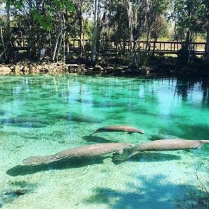 A sanctuary for migrating manatees, the Three Sisters Springs in Crystal River is a refuge for the gentle beasts that congregate here during the winter months. Visitors can view them from the boardwalk, but for swimming, guests must reach the springs via boat or kayak. Crystal Springs Florida, Manatees In Florida, Swim With Manatees, Weeki Wachee Florida, Swimming With Manatees, Crystal River Florida, Blue Springs State Park, Manatee Florida, Lovers Photo