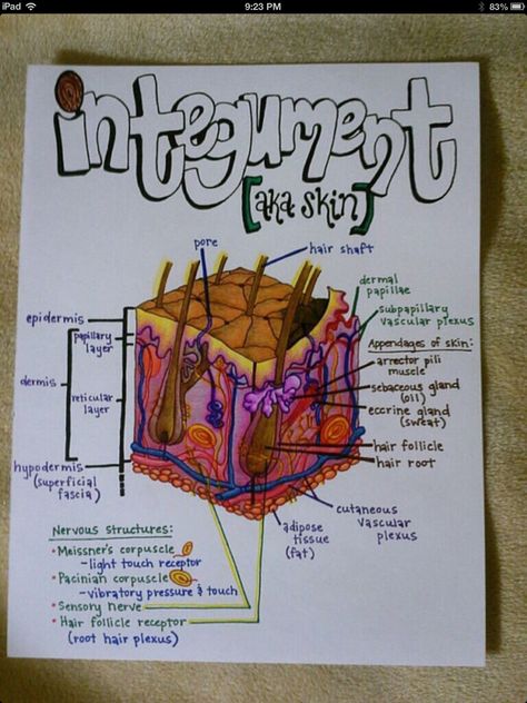 Repinned from A very! clever pinner Integumentary System Integumentary System Diagram, Anatomy Integumentary System Notes, The Integumentary System Notes, Nursing Project Ideas, Integumentary System Notes, Integumentary System Project, Physiology Notes, Note Inspiration, Anatomy Notes