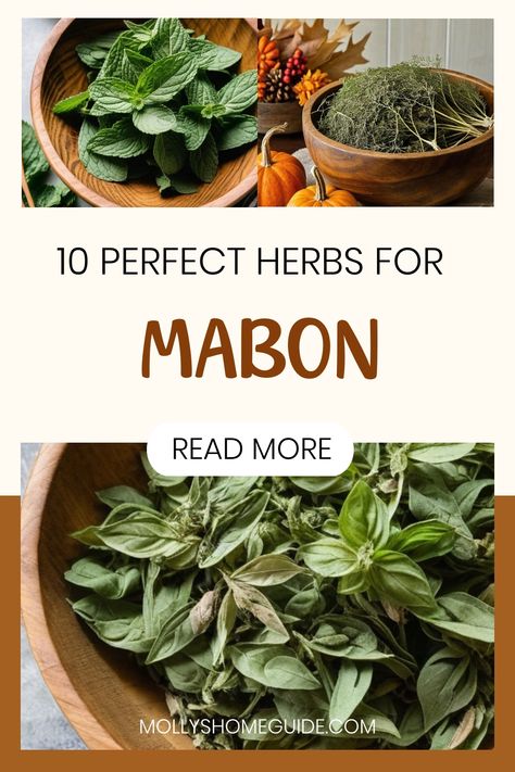 Explore the magic of Mabon with a collection of autumn herbs and their correspondences. Dive into the enchanting world of Mabon rituals by incorporating herbs and oils that resonate with this Fall Equinox celebration. Enhance your Mabon festivities with a variety of herbs known for their magical properties, perfect for creating meaningful rituals and spells. Discover the significance of using specific herbs during Mabon to enrich your seasonal practices and infuse your space with the essence of Mabon Herbs, Mabon Celebration Food, Mabon Correspondences, Fall Equinox Celebration, Autumn Herbs, Mabon Rituals, Mabon Crafts, Mabon Celebration, Equinox Celebration