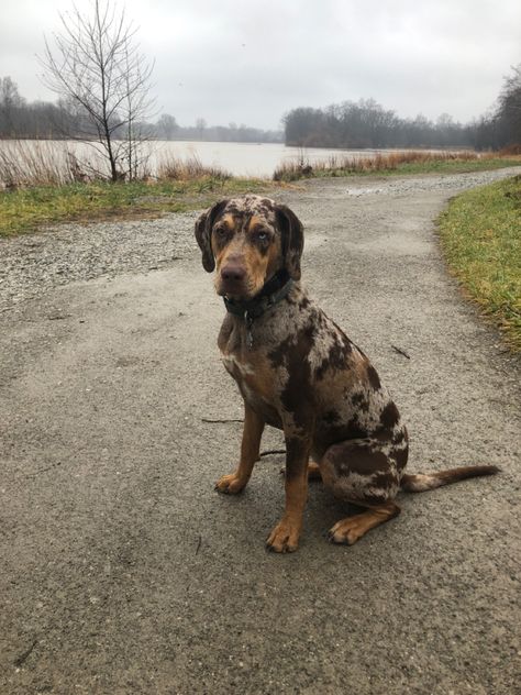 Red Merle Catahoula Leopard Dog, Catahoula Leopard Dog Puppy, Catahoula Dog, Catahoula Leopard Hound, American Leopard Hound, Working Dogs Breeds, Pretty Dog, Catahoula Leopard, Catahoula Leopard Dog