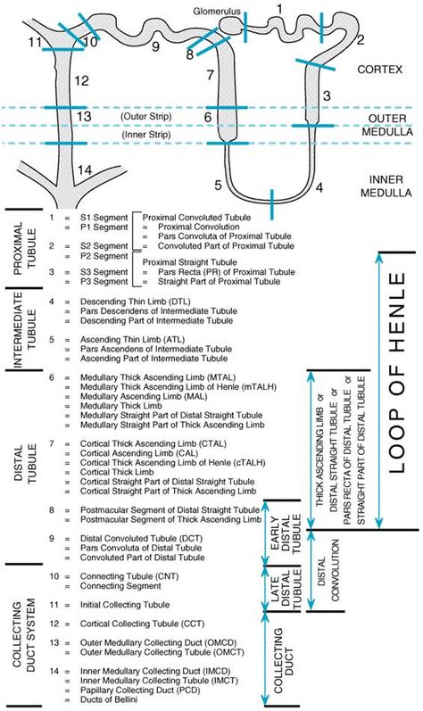 kidney physiology and anatomy | Diuretics - Renal Anatomy and Physiology Nephron Anatomy Notes, Renal Physiology Notes, Excretion Notes, Kidney Physiology, Nephron Anatomy, Renal Anatomy, Nursing Pathophysiology, Pharmacology Notes, Endocrine System Nursing