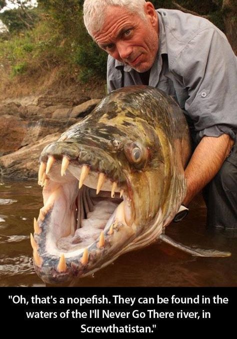 The nope fish Picture Sayings, Tiger Fish, Congo River, Jeremy Wade, Mind Benders, Creature Marine, River Monsters, Monster Fishing, Face Swap