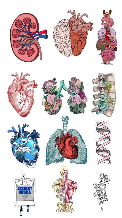 Anatomy Drawing Medical Organs, Anatomy Stickers Goodnotes Free, Funny Medical Stickers, Medical Stickers Free Printable, Goodnotes Nursing, Organ Drawings, Organs Drawing, Doctors Stickers, School Farewell Ideas