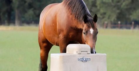 Automatic Horse Waterer, Horse Water Trough, Automatic Waterer, Horse Water, Classic Equine, Water Trough, Farm Layout, Water Bucket, Gallon Of Water