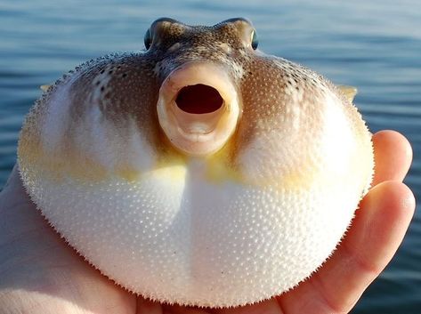 Silly Fish, Water Creatures, Salt Water Fish, Deep Sea Creatures, Weird Fish, Puffer Fish, Beautiful Sea Creatures, Cute Fish, Beautiful Fish