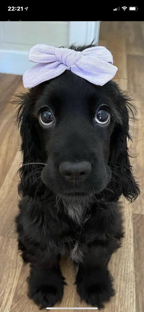 Springer Puppies, Cutee Animals, Dog Mommy, Cute Animals Puppies, Very Cute Dogs, Really Cute Dogs, Pure Happiness, Pretty Princess, Pretty Dogs