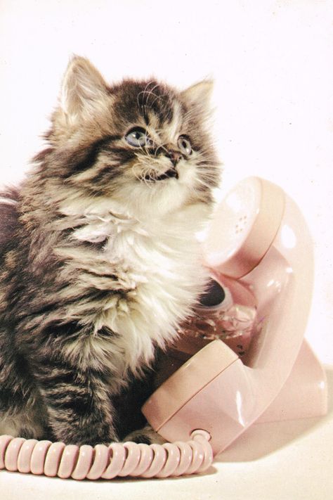 Cat Post Cards | Kitten on telephone, Vintage Post Cards Cat On Phone, Cat Talking, Telephone Vintage, Call Me Maybe, Some Bunny Loves You, Cat Talk, Talking On The Phone, Cat Post, Vintage Telephone